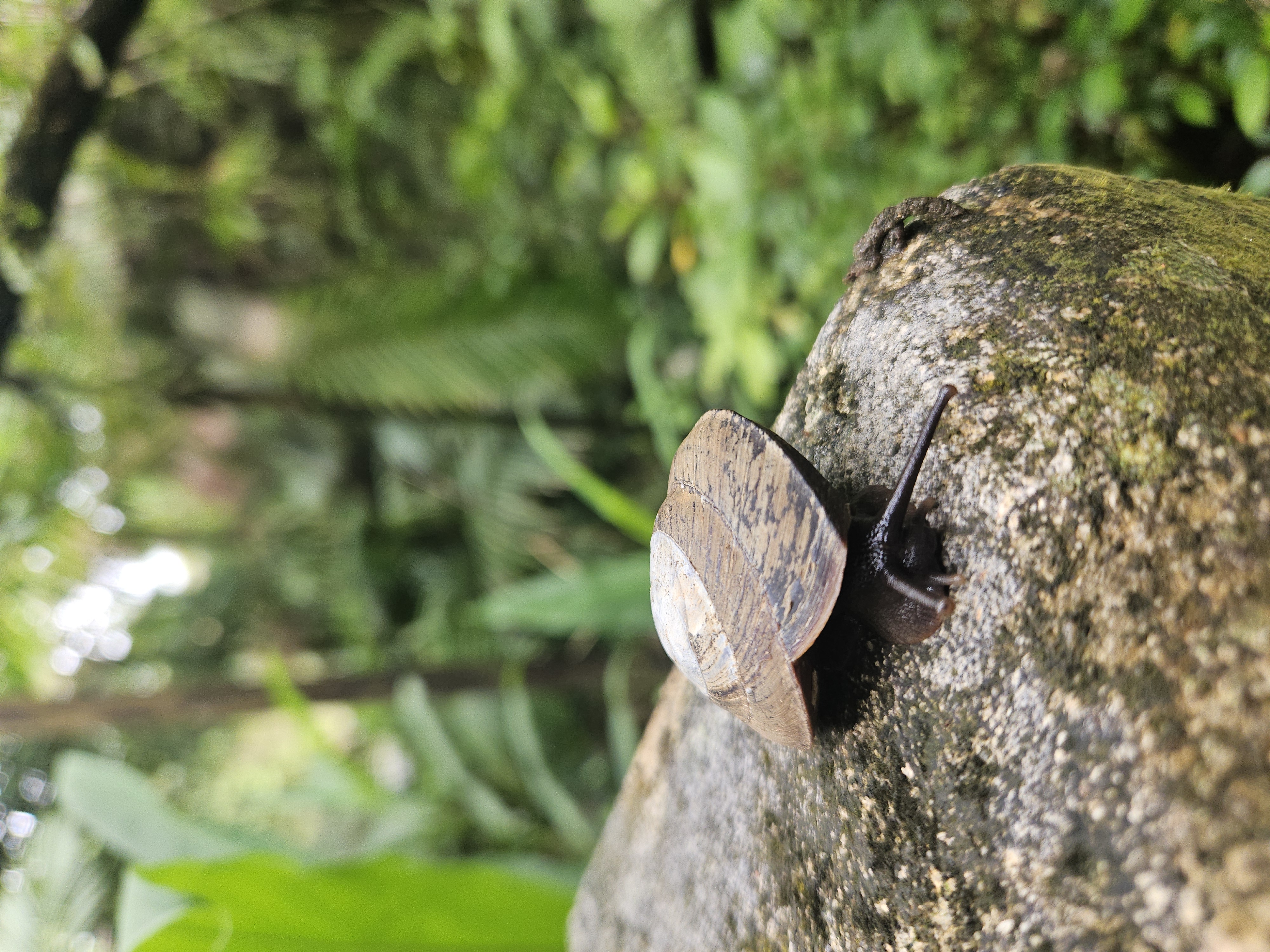 PR Snail